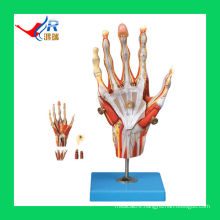 HR/A11307 Internal Hand Structure Model (5 parts),Hand Model